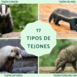 Diferencia entre el tejón y el tejón de miel
