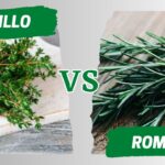 Diferencia entre el tomillo y el romero