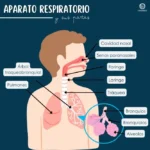 Diferencia entre el tracto respiratorio superior e inferior