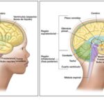 Diferencia entre el tronco encefálico y la médula espinal