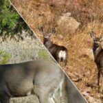 Diferencia entre el venado cola blanca y el venado mulo