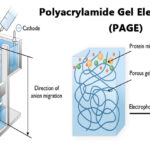 Diferencia entre electroforesis en gel y SDS PAGE