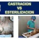 Diferencia entre esterilizar y castrar