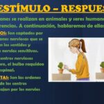 Diferencia entre estímulo y respuesta