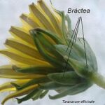 Diferencia entre estípulas y brácteas