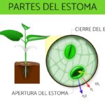 Diferencia entre estoma y estomas