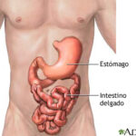 Diferencia entre estómago e intestino