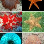 Diferencia entre estrella de mar y estrella de mar