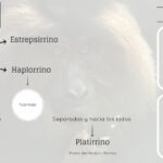 Diferencia entre estrepsirrinos y haplorrinos