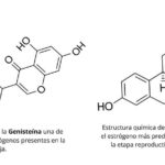 Diferencia entre estrógeno y fitoestrógeno