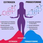 Diferencia entre estrógeno y progesterona