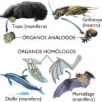 Diferencia entre estructuras homólogas y análogas