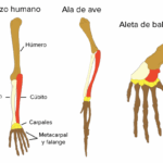 Diferencia entre estructuras homólogas y estructuras vestigiales
