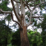 Diferencia entre Eucalyptus Grandis y Eucalyptus Saligna