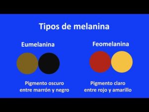 Diferencia entre eumelanina y feomelanina - PEDIAEXPERTOS