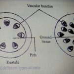 Diferencia entre Eustele y Atactostele