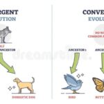 Diferencia entre evolución convergente y divergente