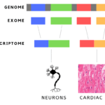 Diferencia entre exoma y transcriptoma