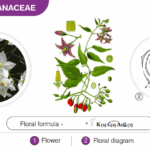 Diferencia entre Fabaceae Solanaceae y Liliaceae