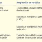 Diferencia entre fermentación y respiración