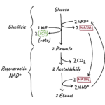 Diferencia entre fermentación y respiración anaeróbica