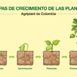Diferencia entre fertilización y germinación