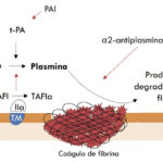 Diferencia entre fibrina y fibrinógeno