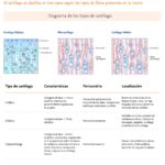 Diferencia entre fibrocartílago y cartílago hialino