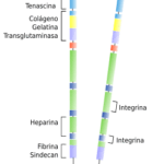 Diferencia entre fibronectina y laminina