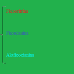 Diferencia entre ficocianina y ficoeritrina