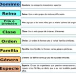 Diferencia entre filo y división