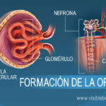 Diferencia entre filtrado y orina