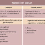 Diferencia entre fisión y fragmentación