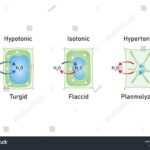 Diferencia entre flácido y plasmolizado