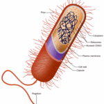 Diferencia entre flagelos y pili