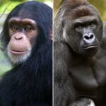 Diferencia entre gorila y chimpancé