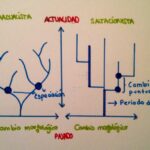 Diferencia entre gradualismo y equilibrio puntuado