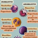 Diferencia entre granulocitos y agranulocitos