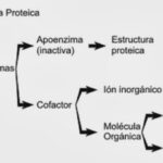 Diferencia entre grupo prostético y coenzima