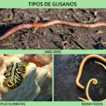 Diferencia entre gusanos planos y gusanos redondos