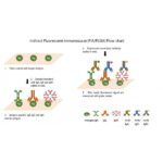 Diferencia entre H. Pylori IGG e IGA