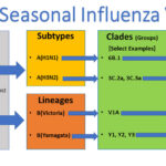 Diferencia entre Haemophilus influenzae y el virus de la influenza