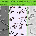 Diferencia entre halófilos y osmófilos