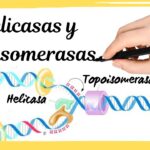 Diferencia entre helicasa y topoisomerasa