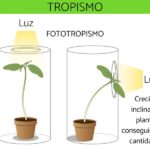 Diferencia entre heliotropismo y fototropismo