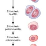 Diferencia entre hematopoyesis y eritropoyesis