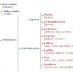 Diferencia entre hemicordados y cordados