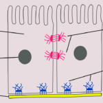Diferencia entre hemidesmosomas y desmosomas