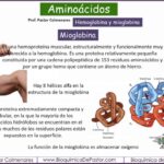 Diferencia entre hemoglobina y mioglobina