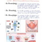 Diferencia entre hemostasia y homeostasis